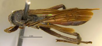 Media type: image;   Entomology 28151 Aspect: habitus dorsal view